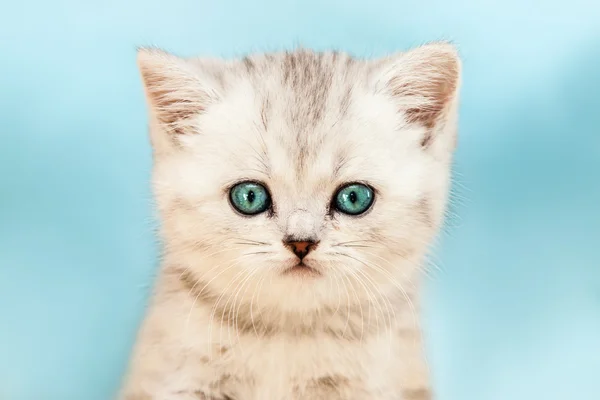 Lilla brittiska inhemska silver tabby katt — Stockfoto