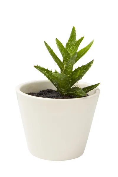 Aloe vera rostlina v bílém hliněném hrnci — Stock fotografie