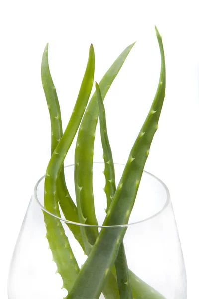 Aloe vera folhas no vidro isolado — Fotografia de Stock