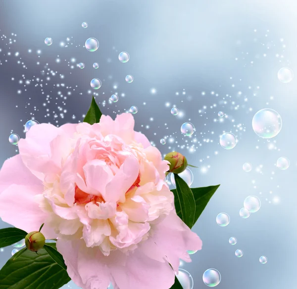Pünkösdi rózsa és a buborékok — Stock Fotó