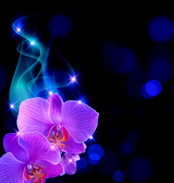 장미와 연기 — 스톡 사진