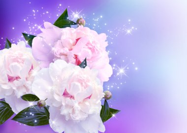 Peonies blossom clipart