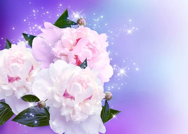 Peonies çiçeği — Stok fotoğraf