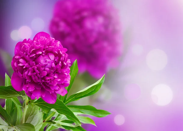Peony on a violet background — Stock Photo, Image