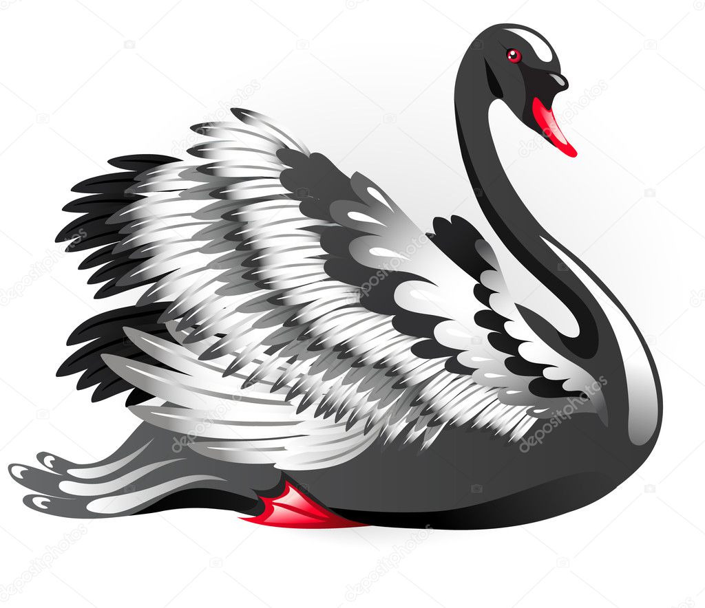 Elegant black swan