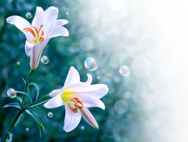 Two white lily clipart