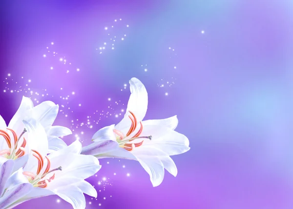 Lilien blühen — Stockfoto