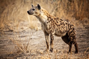 Spotted hyena clipart