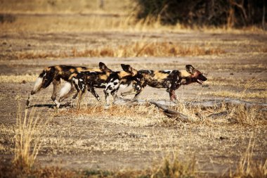 Lycaon pictus african wild dogs clipart