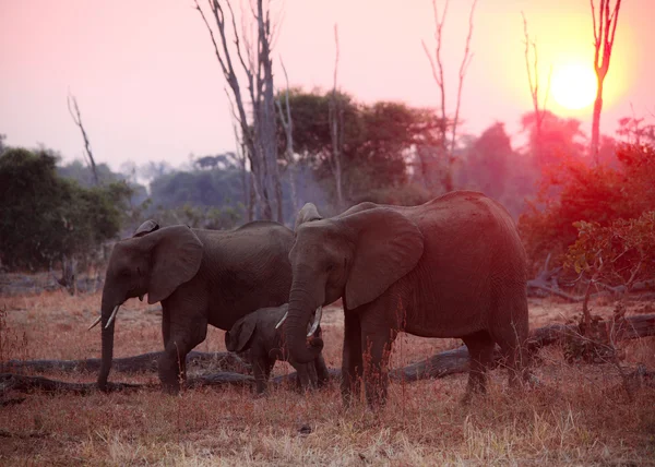 Gün batımında fil — Stok fotoğraf