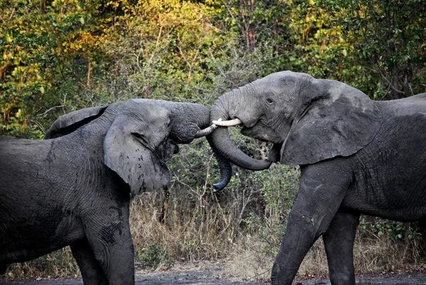 Elefantes luchan — Foto de Stock