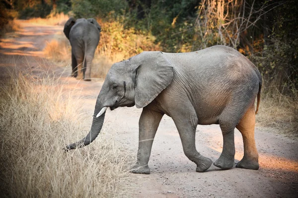 Wilde Elefanten — Stockfoto