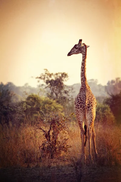 Wilde giraf — Stockfoto