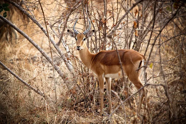 Giovane impala maschile — Foto Stock