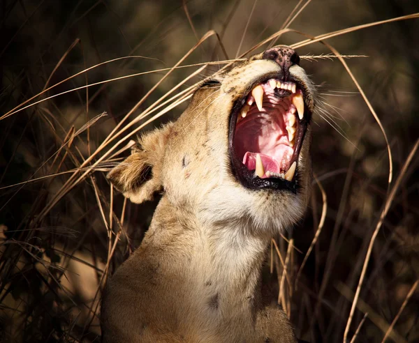 Portrait of lioness — Stock Photo, Image