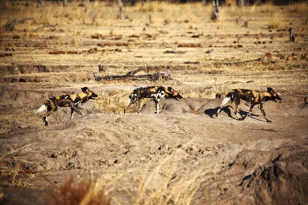 Lycaon pictus cães selvagens africanos — Fotografia de Stock