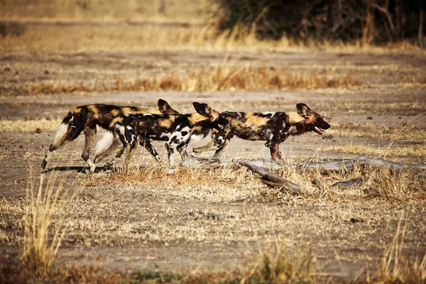Lycaon pictus Afrikaanse wilde honden — Stockfoto
