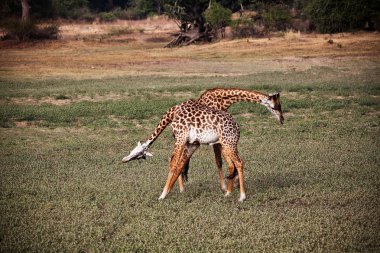 Fighting giraffe clipart