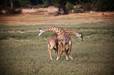 Giraffe fighting clipart