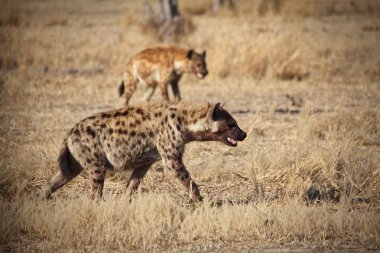 Hyena clipart