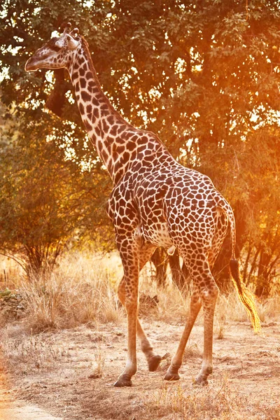 Żyrafa na zachodzie słońca — Zdjęcie stockowe