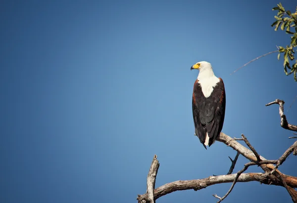 Fishing eagle — Stock Photo, Image