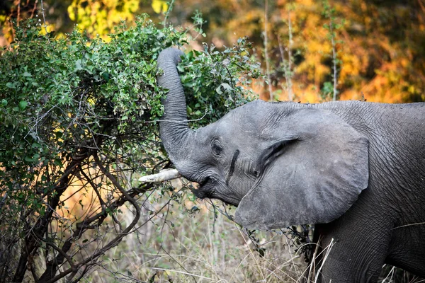 Detail van de olifant — Stockfoto