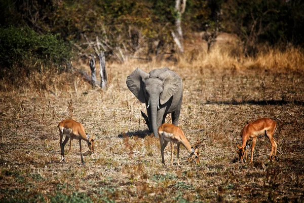 Elefante e impala — Foto Stock