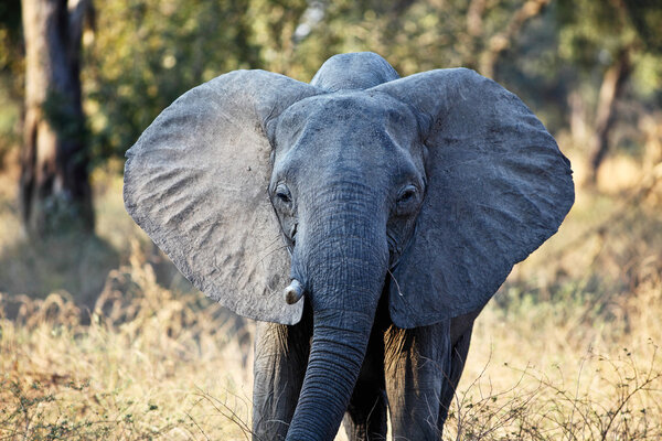 Adult elephant in luangwa park zambia