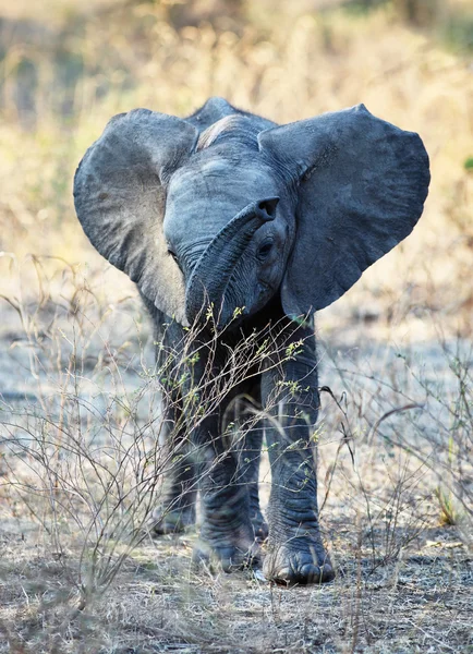 Bebek fil — Stok fotoğraf