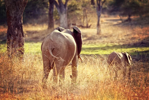Fundo de elefantes — Fotografia de Stock