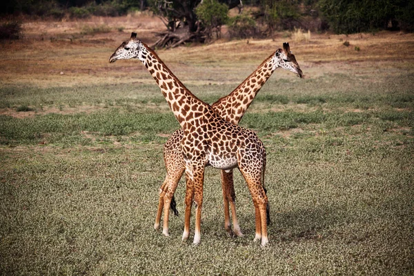 战斗的长颈鹿 — 图库照片
