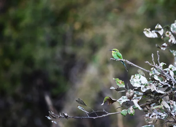 stock image Merops apiaster