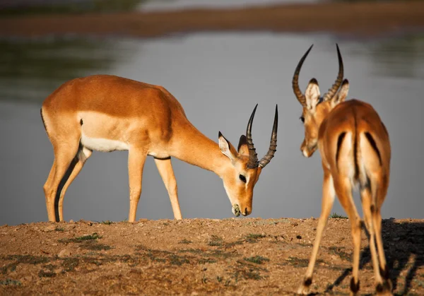 Impala macho — Fotografia de Stock