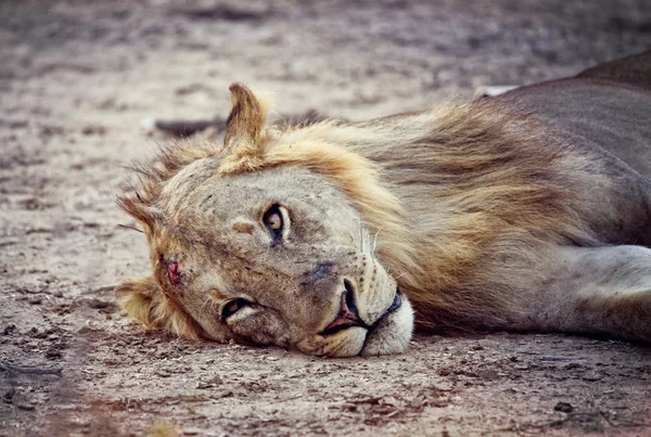 Wild lion portrait — Stock Photo, Image