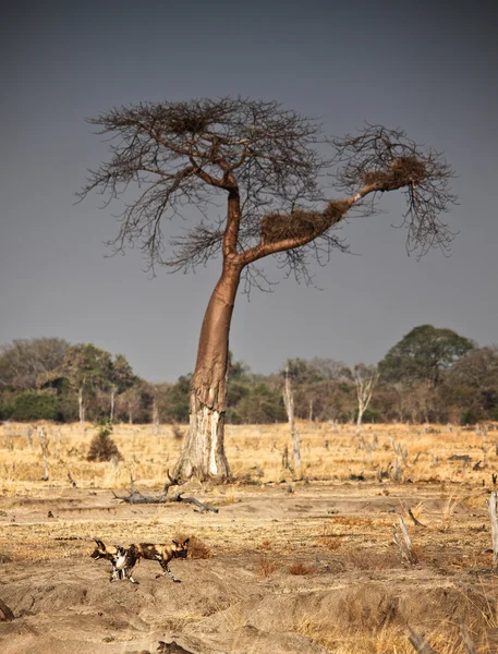 Wilde Hunde und Baobab-Baum — Stockfoto