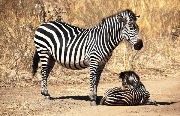 Зебра мать и ребенок — стоковое фото