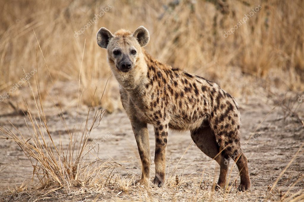 Hyena Stock Photos, Royalty Free Hyena Images | Depositphotos