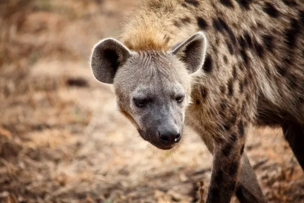 Hyena's portret — Stockfoto