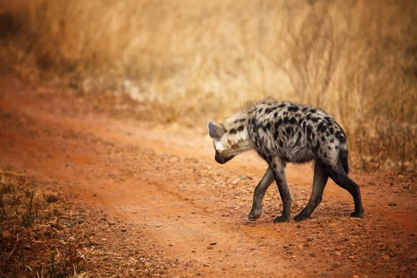Hyäne Rückansicht — Stockfoto