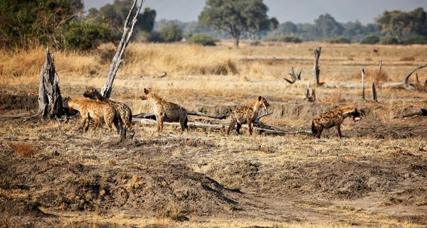 Grupo hiena — Foto de Stock