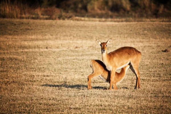Anne ve bebek Impala — Stok fotoğraf