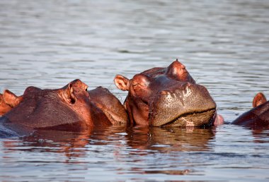 Sleeping hippo clipart