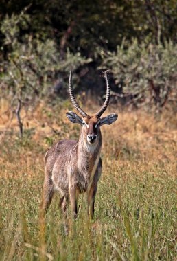 Waterbuck