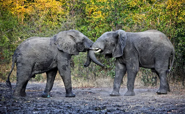 Luta contra os elefantes — Fotografia de Stock
