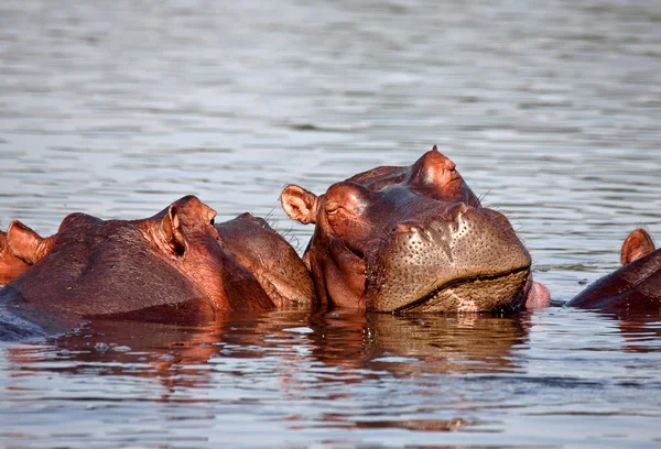 Sovande hippo — Stockfoto