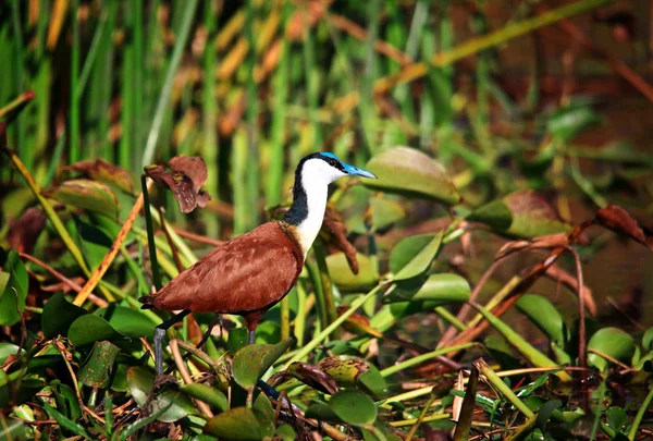 Птица в парке Ливонде — стоковое фото