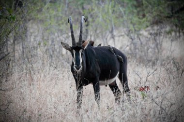 Sable antelope clipart