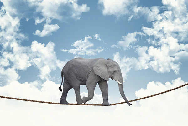 Elefante na corda — Fotografia de Stock