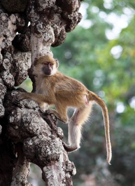 Baboon on tree clipart